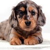 Логотип телеграм канала @kinchville_puppies — Щенки таксы, п-к Кинчвиль