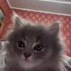 Логотип телеграм канала @kinkiwww — kinkiw