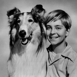 Логотип телеграм канала @kinopesik — Кинопёсик