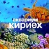 Логотип телеграм канала @kiri_oreo — 𓇼ᴋиᴩи𓇼