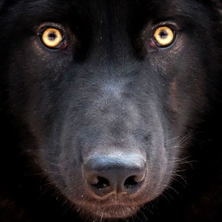 Logo of telegram channel kirillpotapovwolf — Kirillpotapov