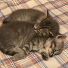 Логотип телеграм канала @kirlinaa — котята💗