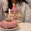 Логотип телеграм канала @kit_pechataet — Кит печатает..
