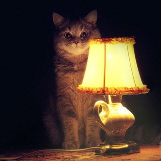Логотип телеграм -каналу kitilampa — Кіт і Лампа