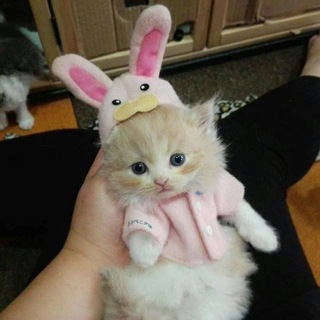 Логотип телеграм канала @kitilikemyboy — Котики, похожие на моего парня