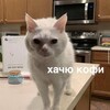 Логотип телеграм канала @kitmuy — Шерстяной уголок
