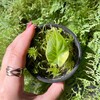 Логотип телеграм канала @kitsv22 — Арина | Цветочный кит | растения | коллекция 🌿