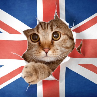 Логотип телеграм канала @kitten_en — English in polls 🇬🇧 | Endlich Language