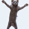 Логотип телеграм канала @kittendancez — Котики и корона на голове Беллы Рапопорт