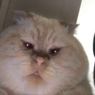 Логотип телеграм канала @kittenmittenss — кошковарёжки