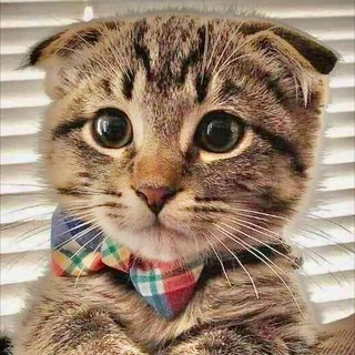 Логотип телеграм канала @kittens_of_telegram — Cats_and_Kittens