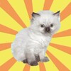 Логотип телеграм канала @kittensandquotes — котята и мудрые мысли 💭