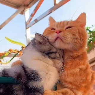 Логотип телеграм канала @kittiesgay — kitties✨🈵