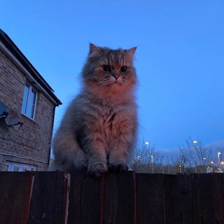 Логотип телеграм канала @kitty_news5 — Мята🍃кошачья