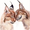 Логотип телеграм канала @kittybobcattv — Котята BobcatTv