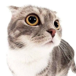 Логотип телеграм канала @kizma_v_teme — 🫶 КуЗьмА в теМе 🫶