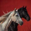 Логотип телеграм канала @kkkeeetttoo — 𝑲𝒐𝒏𝒏𝒊𝒌 𝒕𝒔𝒖𝒎𝒂𝒅𝒂🐎