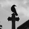 Логотип телеграм канала @klaqy — ڪَـلاٰغ