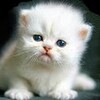Логотип телеграм канала @klevaya444 — клевая444