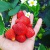Логотип телеграм канала @klubni4ka39 — Klubni4ka39