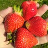 Логотип телеграм канала @klubnika_42 — 🍓Ягодная Экоферма Дудкиных. Клубника Новокузнецк.