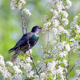 Логотип телеграм канала @kn_mishkina_ak — Кн. Мышкина