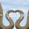 Логотип телеграм канала @knchit — Хобботовский. Наброски 🐘