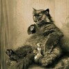 Логотип телеграм канала @knigasmotritkot — Книжный Кот
