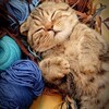 Логотип телеграм канала @knitt_socks — Вязаные носки🧦