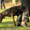 Logo of telegram channel knpvdog — Stepanenko K-9 dogs
