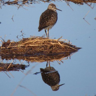 Логотип телеграм канала @kochka_lv — Латвийская кочка🇱🇻