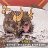 Логотип телеграм канала @kodi_right — коди вещает
