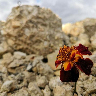 لوگوی کانال تلگرام koitr — خواطر ونوادر