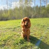 Logo of telegram channel kokermax564 — SPANIELS MAX&SEM