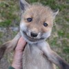 Логотип телеграм канала @kokocovaaa — кокос, но не на пальме рос