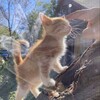 Логотип телеграм канала @kokosinka0711 — КОТИКИ🩷