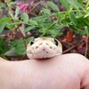 Логотип телеграм канала @kolbasy1 — Sssnake'sss and vsjakoe