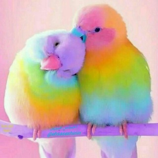 لوگوی کانال تلگرام kolbeye_denj — کلبه دنج💖