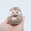 Логотип телеграм канала @koluchki9 — Колючки🦔