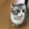 Логотип телеграм канала @komariki_tg — Комарики