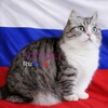 Логотип телеграм канала @komaru_russian — Komaru | На русском 🇷🇺