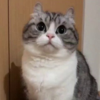 Логотип телеграм канала @komarufriendrezerv — KomaruFriend (РЕЗЕРВ)