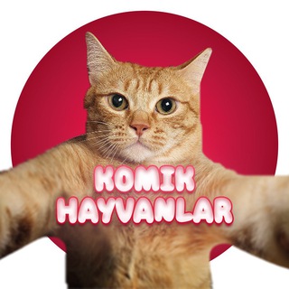 Telgraf kanalının logosu komikhayvanlar_tr — KOMIK HAYVANLAR