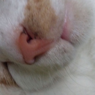 Логотип телеграм канала @kondrat_malevicha — это диагноз