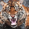 Логотип телеграм канала @konflikt_tigr_dv — Тигры Конфликт Дальневосточного региона
