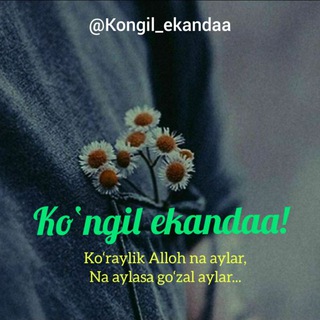 Telegram kanalining logotibi kongil_ekandaa — Ko'ngil ekan-daa!