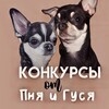 Логотип телеграм канала @konkyrco_gycb_penb — Конкурсы от пня и гуся🐾
