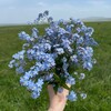 Логотип телеграм канала @korea_love_bp — shadow_of_daisies_love