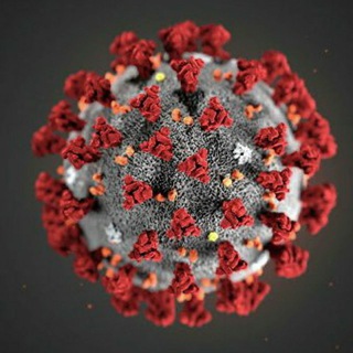 Telegram channel Koronavirus infouz va Kun.uz Daryo.uz qaynoq yangiliklar, axborotlar kanali logo