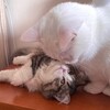 Логотип телеграм канала @korotkolapyshi — 🤍Будни коротколапых красавцев🤍